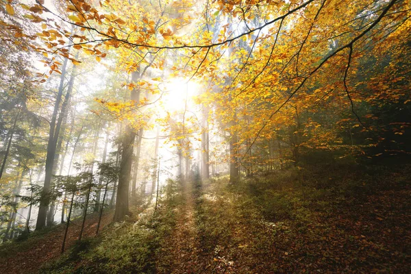 Schöne Sonnenstrahlen durch Herbstblätter — Stockfoto