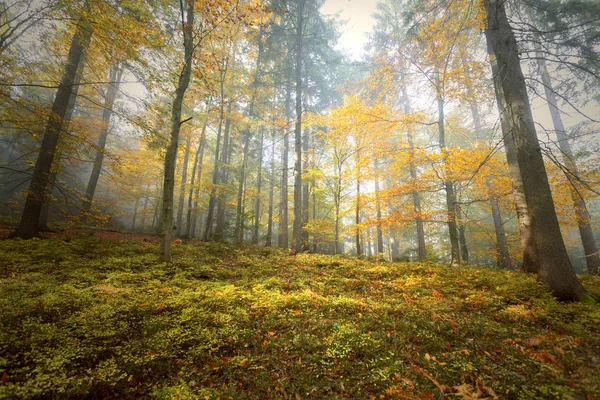 Kleurrijke zonnige herfst seizoen beuken bos landschap — Stockfoto