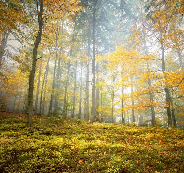 Překrásné barevné podzimní listí v lesní krajině — Stock fotografie