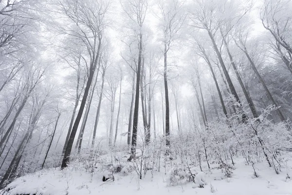 Cold snowy winter beech tree forest landscape — Stock Photo, Image