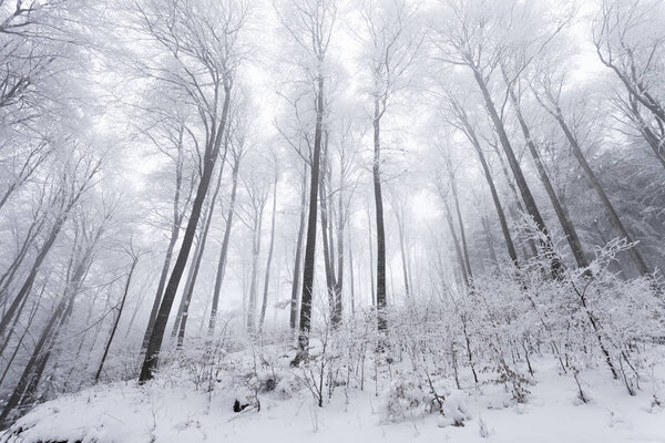 Cold snowy winter beech tree forest landscape