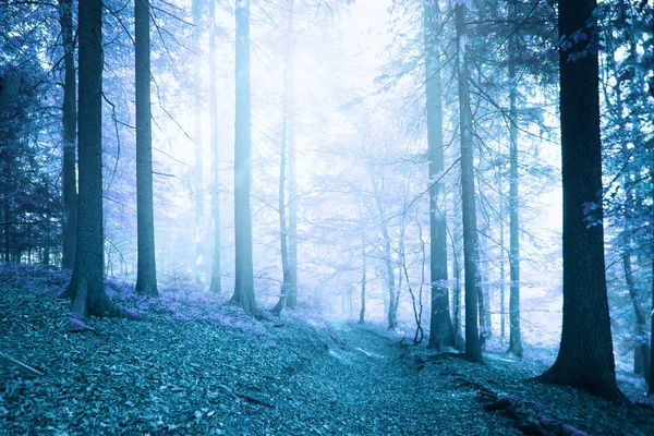 Fantasy blue colored foggy forest footpath — Stock Photo, Image