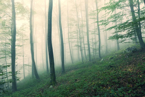 Morning Foggy Green Beech Trees Forest Landscape — Stock Photo, Image