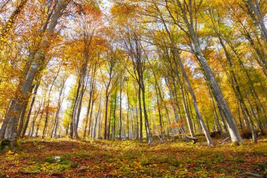 Renkli güneşli kayın ormanı manzarası