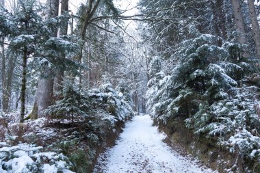 Kar yağışı sonrası karlı orman yolu