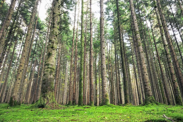 Grandes árvores de coníferas altas na paisagem da floresta musgosa — Fotografia de Stock