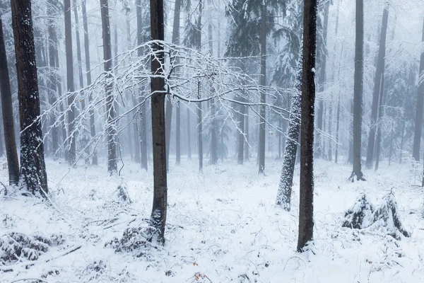Snowy cold winter wood landscape — Stock Photo, Image