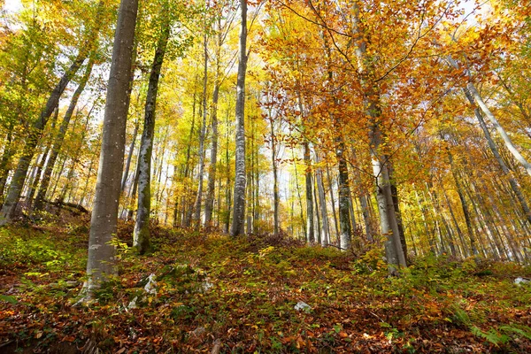 Colorido paisaje de bosque de otoño soleado — Foto de Stock
