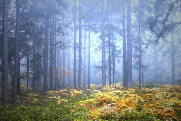 Foggy autumn season forest with golden fern plants — Stock Photo, Image