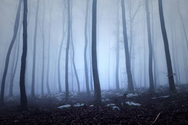 Brouillard mystique dans la forêt de hêtres bleu foncé — Photo