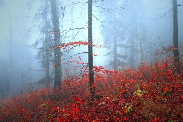 Beautiful autumn red coloured tree leaves in foggy forest