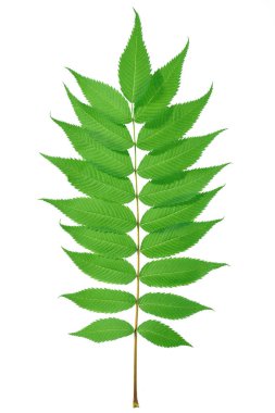 Yeşil dal yaprak beyaz zemin üzerinde bir sıra ile