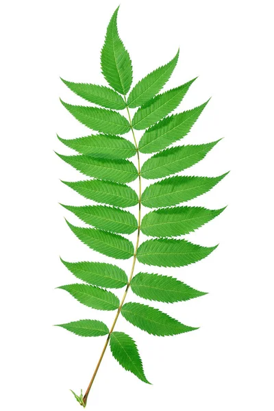 Küçük dal yaprak beyaz zemin üzerinde bir sıra ile