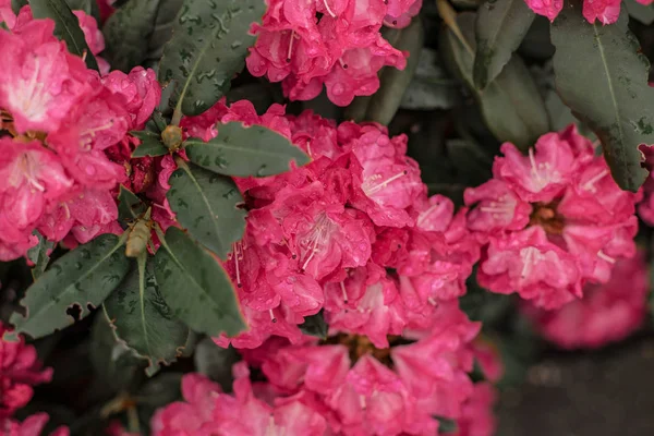 Increíbles Flores Azalea Después Lluvia Con Gotas Agua —  Fotos de Stock