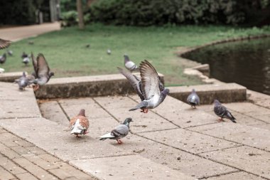Güvercinler parkta nehrin yanında. Uçan güvercinler