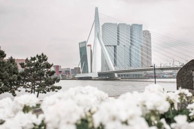 Erasmus Köprüsü (köprü) ve gökdelenler yağmur sonra. Beyaz çiçeklerden görüntüleyin. Rotterdam, Hollanda. 13 Mayıs 2018
