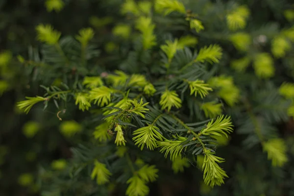 Young Fir Tree Spring Coniferous Background — Stock Photo, Image