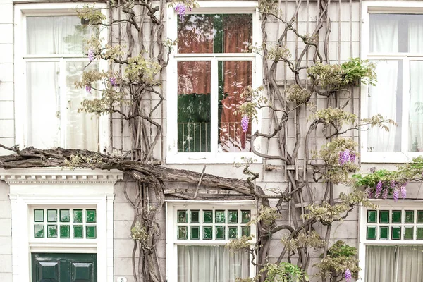 White building facade framed with purple clusters of Wisteria