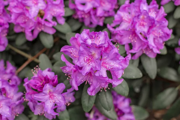 Красиві Фіолетові Квіти Азалії Після Дощу Краплями Води Ньому — стокове фото