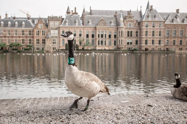 ガチョウは ハーグのビネンホフ宮殿の前で説明します オランダの議会の建物の背景にカモします オランダ ハーグ — ストック写真