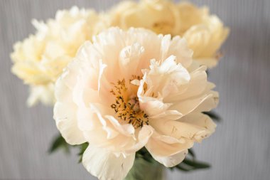 güzel şakayık çiçekleri yakın çekim 