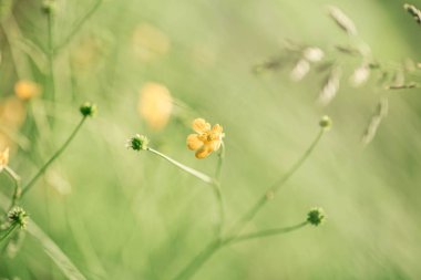 alanında çiçeklerin yakın çekim 