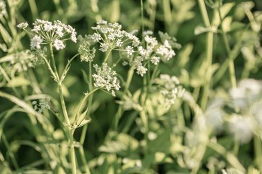 Beyaz kır çiçekleri alan arka plan. Yaz doğada. Achillea Millefolium, beyaz civanperçemi, ortak civanperçemi. Yaz çiçek doku. Belarus.