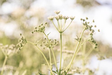 Beyaz kır çiçekleri alan arka plan. Yaz doğada. Achillea Millefolium, beyaz civanperçemi, ortak civanperçemi. Yaz çiçek doku. Belarus.