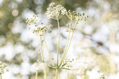 Beyaz kır çiçeği batımında yusufçuk koltuk. Kır çiçekleri alan arka plan. Yaz doğada. Achillea Millefolium, beyaz civanperçemi, ortak civanperçemi. Yaz çiçek doku. Belarus.