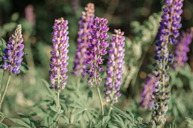 Güneş ışığı, acı bakla alan çiçek açmış. Menekşe bahar ve yaz çiçekler üzerinde arka plan bulanık. Belarus, Minsk