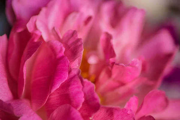 Hermosas Flores Peonía Cerca —  Fotos de Stock