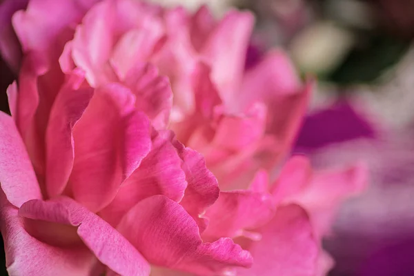 Hermosas Flores Peonía Cerca —  Fotos de Stock