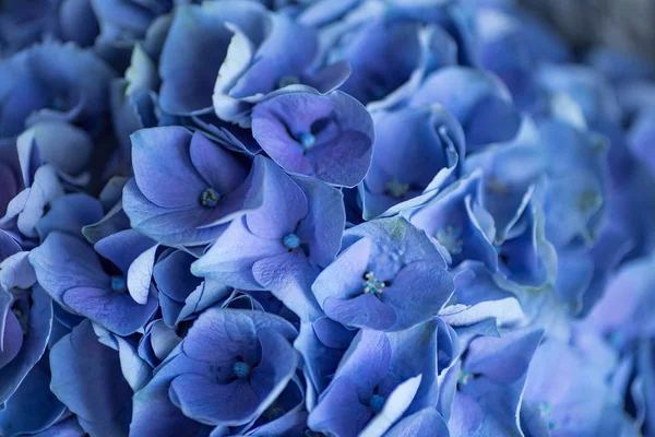 Блакитна Гортензія Крупним Планом Сині Квіти Фону Текстура Гортензії — стокове фото