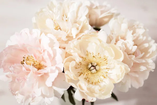 Красиві Квіти Півонії Крупним Планом — стокове фото