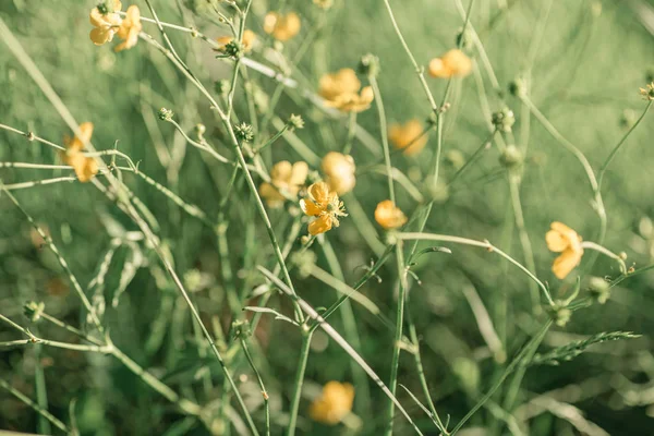 Alanında Çiçeklerin Yakın Çekim — Stok fotoğraf