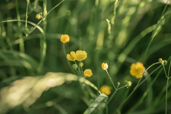 Närbild Blommor Fältet — Stockfoto