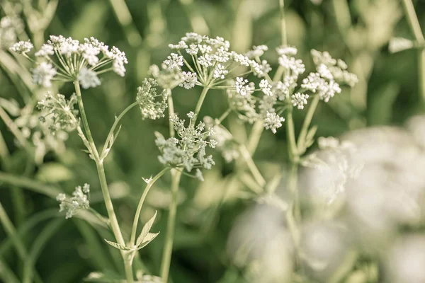 Witte Achtergrond Van Een Veld Wilde Bloemen Natuur Zomer Achillea — Stockfoto