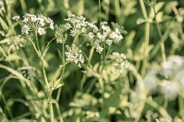 Vit Vilda Blommor Fält Bakgrund Natur Sommaren Achillea Millefolium Vit — Stockfoto