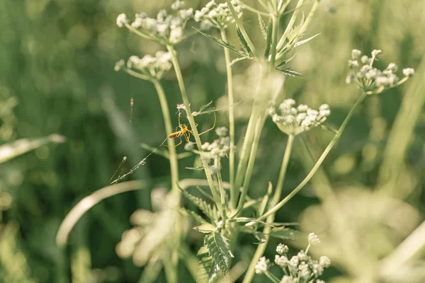 Little spider seats in the spiderweb between white wild flowers. White wild flowers field background. Nature in summer. Achillea Millefolium, White Yarrow. Summer floral texture. Belarus