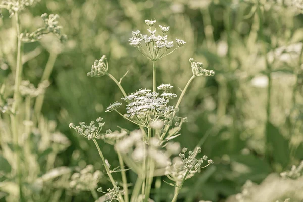 Vit Vilda Blommor Fält Bakgrund Natur Sommaren Achillea Millefolium Vit — Stockfoto