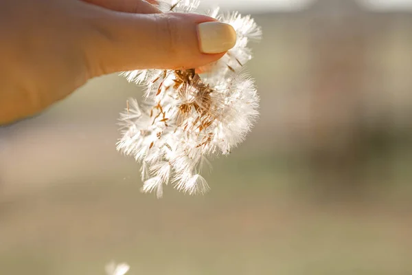 Fluffiga Maskros Kronblad Kvinna Händer Maskros Blomma Närbild Maskros Kronblad — Stockfoto