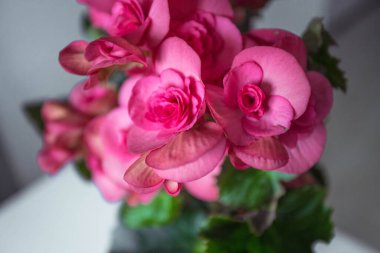 Pembe begonya çiçekleri arka planı.