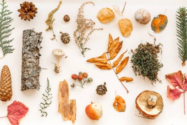 Sonbahar kompozisyonu. Sonbahar yaprakları, çam kozalakları, mantar, ağaç kabuğu, salyangoz, ahududu ve dokulu bitkilerden oluşan desen. Sonbahar ormanı elementlerinin detaylı fotoğrafı. Beyaz Rusya 'da güzel bir sonbahar.