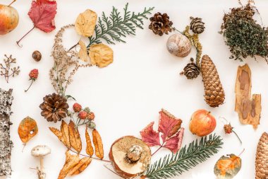 Sonbahar kompozisyonu. Sonbahar yaprakları, çam kozalakları, mantar, ağaç kabuğu, salyangoz, ahududu ve dokulu bitkilerden oluşan desen. Sonbahar ormanı elementlerinin detaylı fotoğrafı. Beyaz Rusya 'da güzel bir sonbahar.