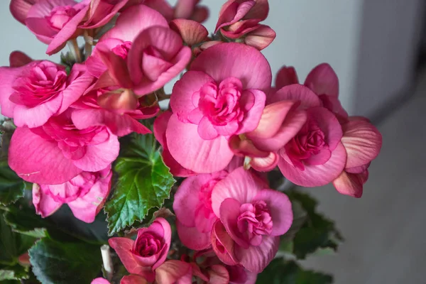 Рожевий Фон Квітів Бегонії — стокове фото