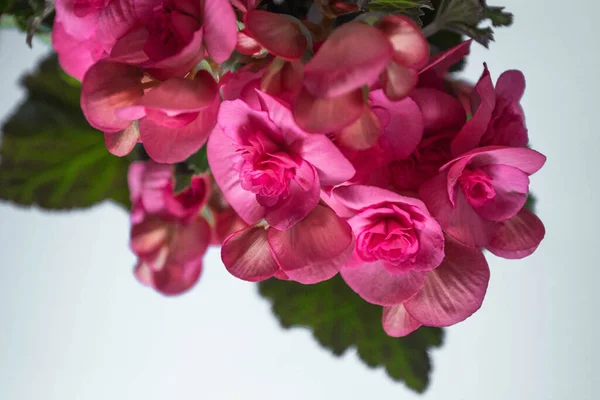 Rosa Begonia Flores Fondo —  Fotos de Stock