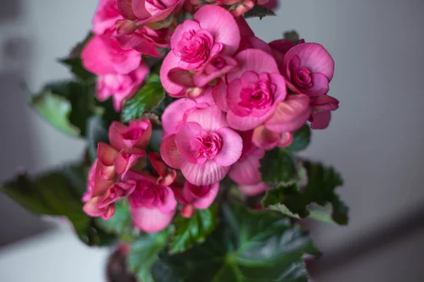 Rosa Begonia Flores Fundo — Fotografia de Stock