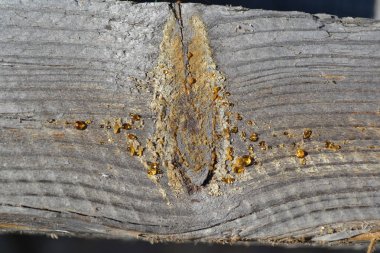 Eski ahşap doku arka plan yüzeyi. Ahşap desenli masa üstü yüzey görüntüsü. Eski ahşap doku arka planı. Doğal ahşap dokusu. 