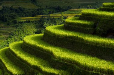 Pirinç tarlaları teraslı Mu Cang Chai, Yenbai, Vietnam, Vietnam manzaralar