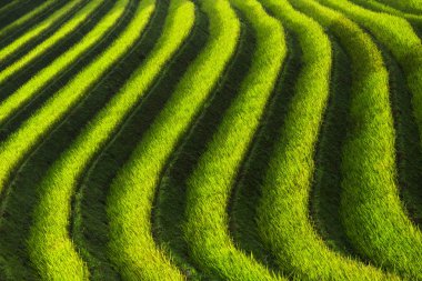 Pirinç tarlaları teraslı Mu Cang Chai, Yenbai, Vietnam, Vietnam manzaralar